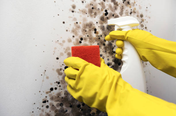 Best Crawl Space Mold Removal  in Prophetstown, IL